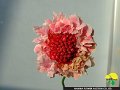 Scabiosa japonica Pretty Pink